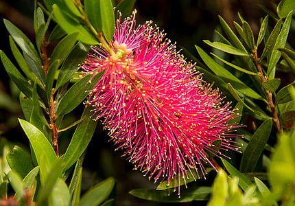 callistemon, bottle brush, flower, australian, native, pink, yellow