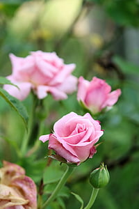 rosor, trädgård, ökade, blomma, naturen, blommig, Rosa