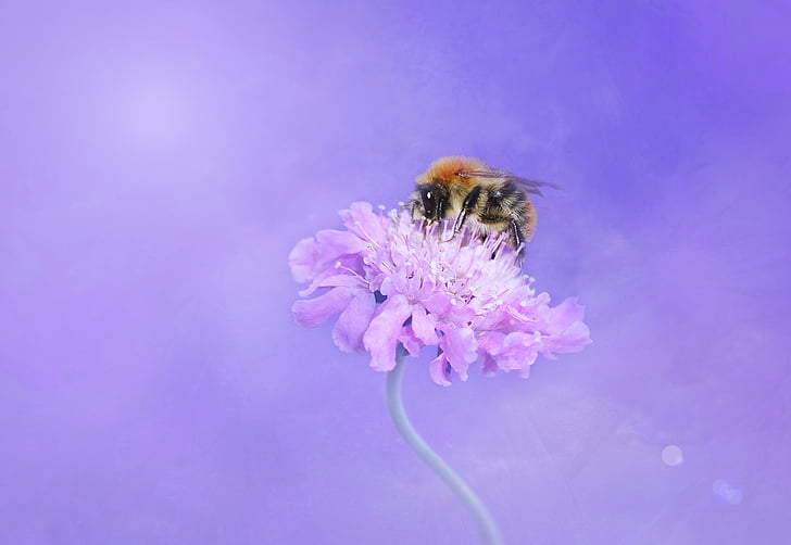 bee, hummel, insect, blossom, bloom, flower, nature