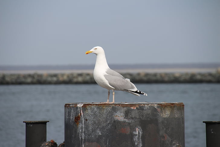 seagull, portrait, close, waterfowl