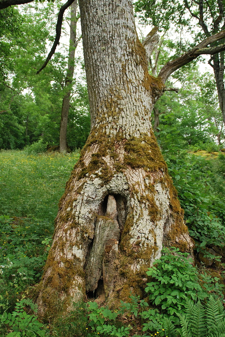 Reserva natural, Suecia, árbol viejo, Moss, de la armadura, árbol, naturaleza