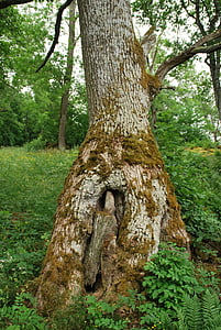 prírodná rezervácia, Švédsko, starý strom, Moss, väzba, strom, Príroda