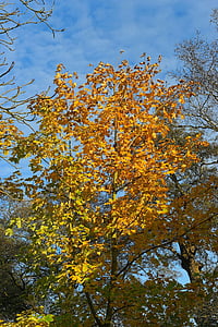 Vėlyvą rudenį, Kaštonas medis, spalvinga, geltona, Gamta, aukso, rudenį