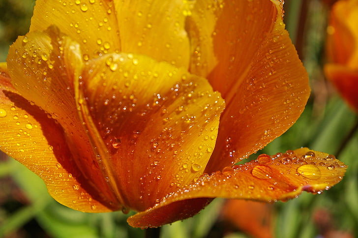 yellow tumor, orange tulip, close, spring, flowers, spring flower, flora