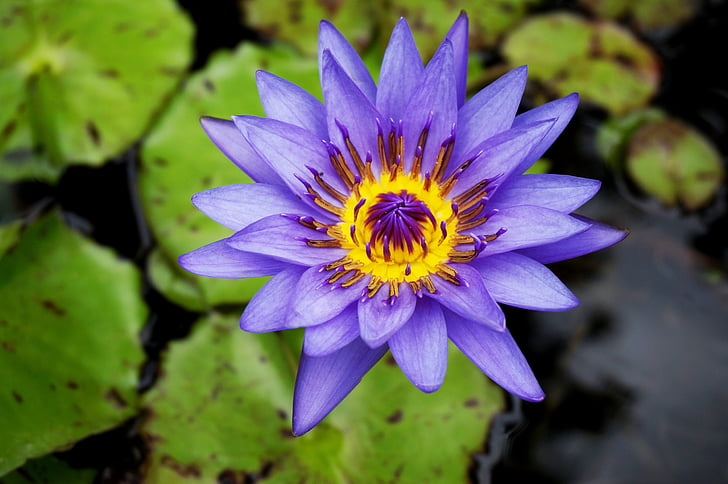 flower, water lily, plant, nature, exotic