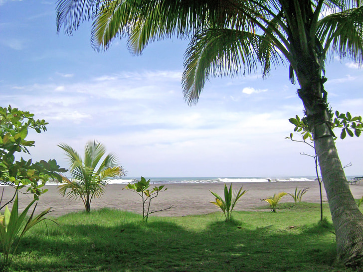 palmen, hemel, Horizon, amandel, strand, Costa