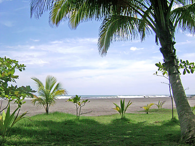 Palms, taevas, Horizon, mandli, Beach, Costa