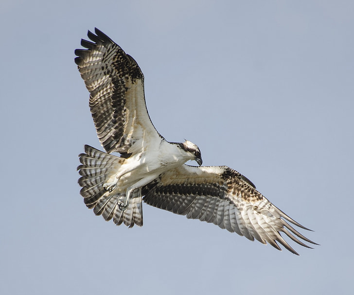 vták, Osprey, lietanie, voľne žijúcich živočíchov, Príroda, Raptor, Sky