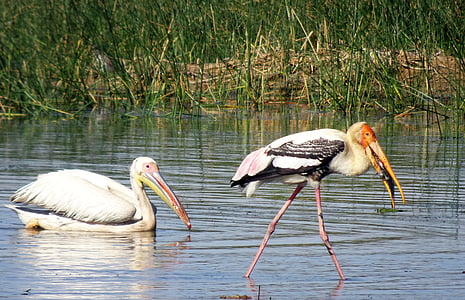 ptica, pelikan, naslikal štorklja, vode, prosto živeče živali, biotske raznovrstnosti, ribe
