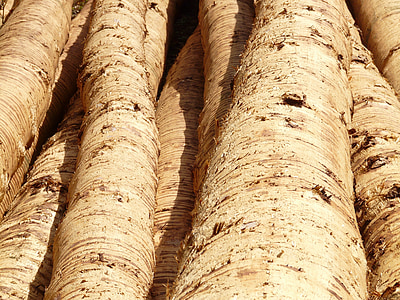 tree trunks, wood, tribe, timber, bark, material, nature