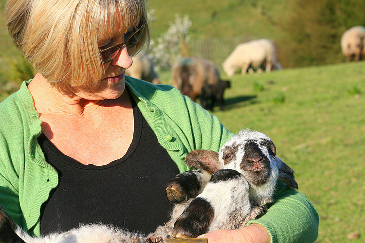 lamb, new, farming