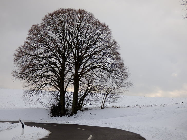 sneg krajine, drevo, sneg, pozimi, zimsko pokrajino, bela, narave
