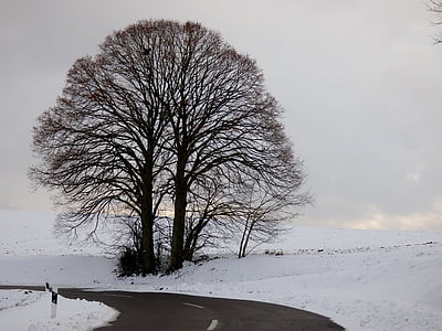 sneh príroda, strom, sneh, zimné, Zimná krajina, biela, Príroda