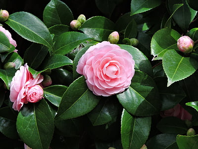 camellia, pink, blossom, green, flower, nature, bloom
