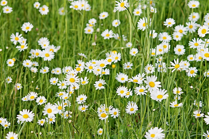 wild daisies, daisies, meadow, spring, flower meadow, flowers, blütenmeer