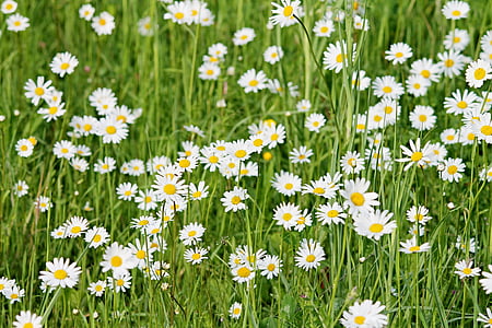 wild daisies, daisies, meadow, spring, flower meadow, flowers, blütenmeer