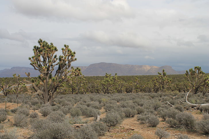 Аризона, Йосуа дерево, пустыня, США, Невада, Америки, Природа