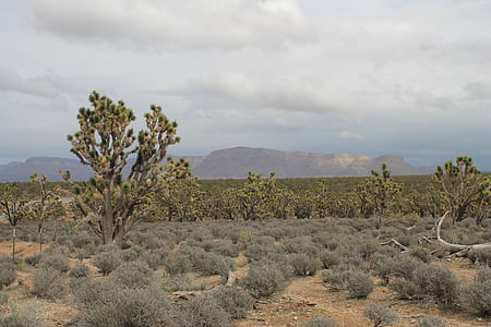 亚利桑那州, josua 树, 沙漠, 美国, 内华达州, 美国, 自然