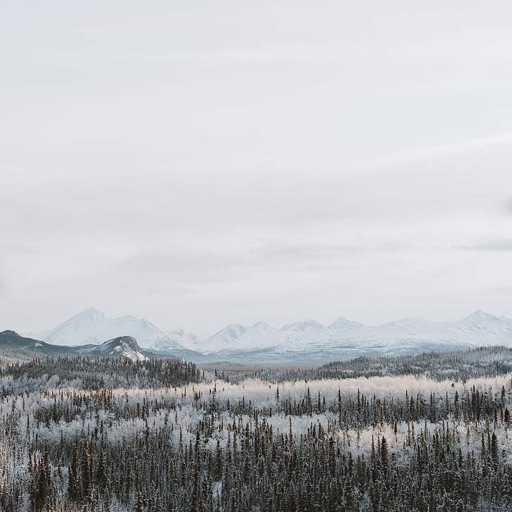 snow, covered, mountain, day, time, forest, tree