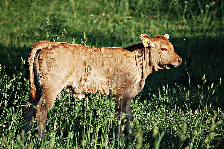 cow, bull, animal breeding, chain, grass, young, pasture land