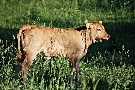 vache, Bull, élevage d’animaux, chaîne, herbe, jeune, terre de pâturage