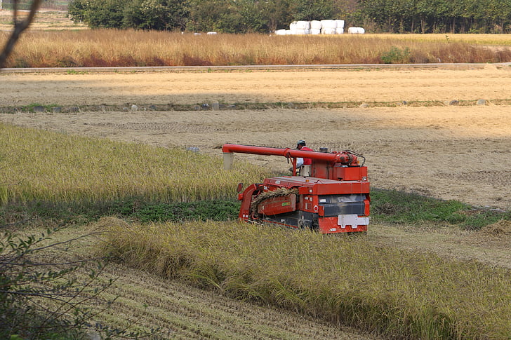 harvest, autumn, rice paddies, field, tractor, grain, country