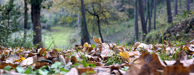 Blätter, Herbst, Wald, Goldener Herbst, Natur, rot, Dornen