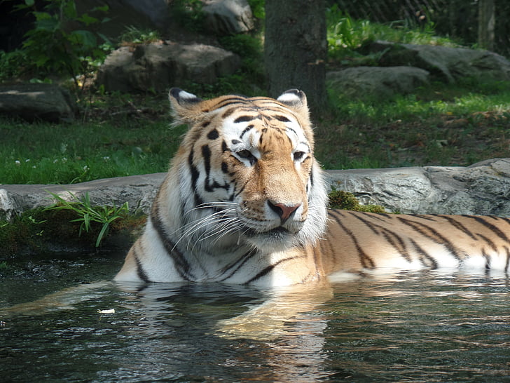 tigresse, nature, Zoo