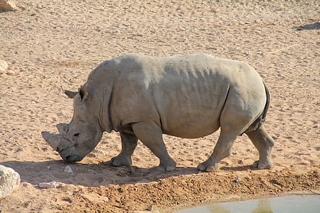 Alain, Emiratos Árabes Unidos, Emiratos, Parque zoológico, rinoceronte, Rhino, desierto