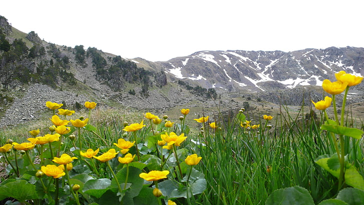 Andorra, fiori, montagne, Vacanze, Pyrénées, Midi-Pyrénées, natura