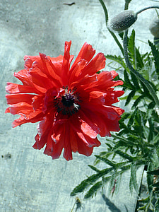 Blume, Mohnfeld, rot, Farbe, Knospe