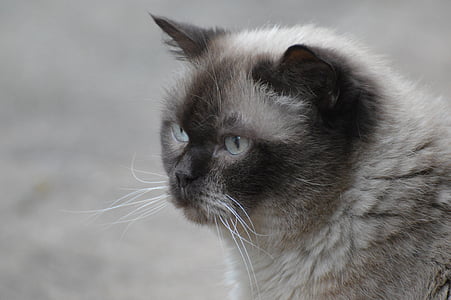 katt, Brittiskt Korthår, Mieze, blått öga, päls, brun, beige