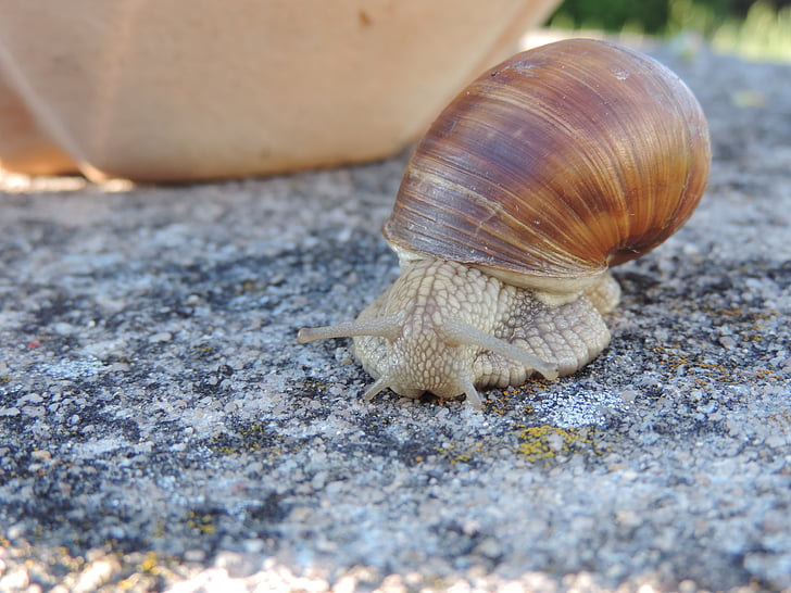 snail, animal, shell, nature, reptile, close, snail shell