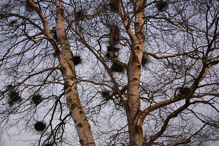 nests, tree, birch, bird nests