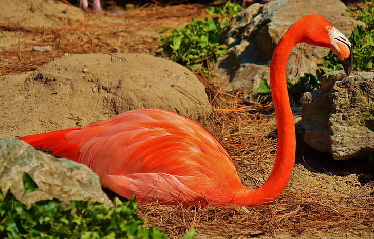 Flamingo, uccello, fauna selvatica, rosa, Zoo di, animali, natura