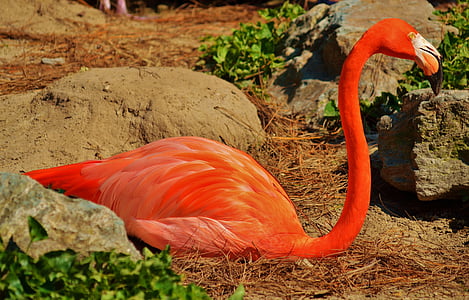 Flamingo, burung, satwa liar, merah muda, kebun binatang, hewan, alam