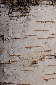 Birch kulit, Birch, pohon, kulit, pohon, batang, alam