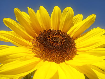 слънце цвете, жълто, лято, флора, природата, цветя, пчела