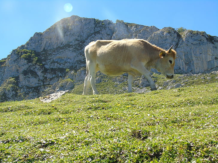 karvė, Astūrija, Covadonga ežerai, picos de europa, Gamta, ant kalno, gyvulių