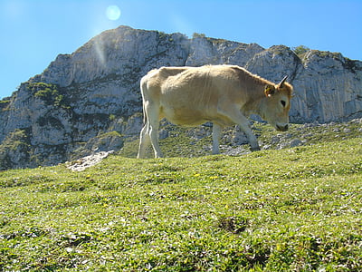 koe, Asturias, meren van Covadonga, Picos de europa, natuur, Mount, vee