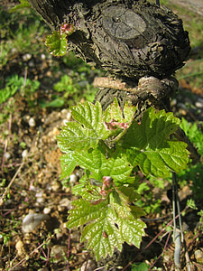 vinova loza, foliation, Bordeaux