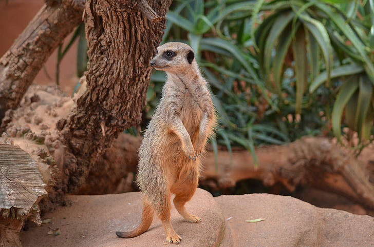Meerkat, θηλαστικό, ζώο, άγρια φύση, φύση, Χαριτωμένο, Αφρική