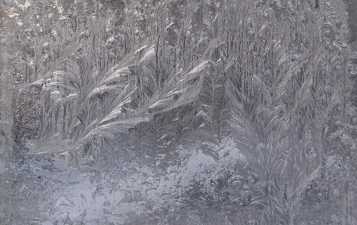 оттенки серого, Фото, растения, замороженные, лед, окно, полный кадр