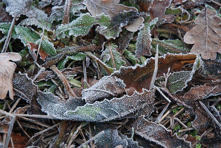 kışları, Frost, yaprak