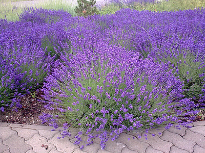 lavender, purple, mood, flower