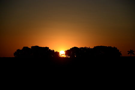 posta de sol, silueta, horitzó, sol, paisatge, arbre, a la tarda