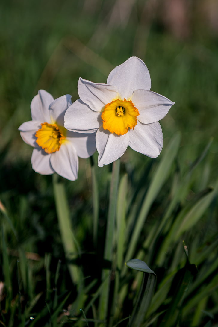 flores, Osterglocken, primavera, naturaleza, flor, floración, Semana Santa