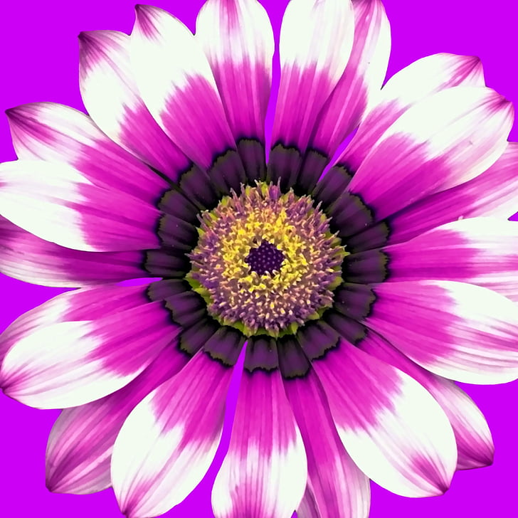 flower, blossom, bloom, nature, purple, graphic, garden