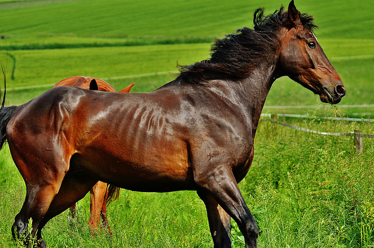 cheval, couplage, Stallion, manger, paddock, brun, Meadow