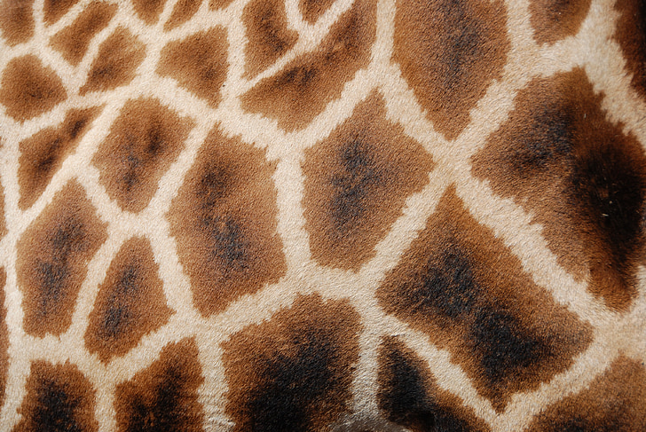 Patterns, girafe, girafe réticulée, l’Afrique, animal, faune, sauvage